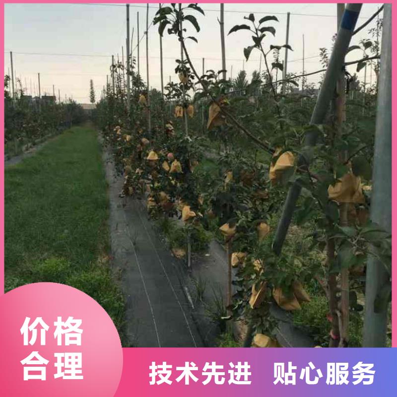 苹果苗蓝莓苗厂家自营