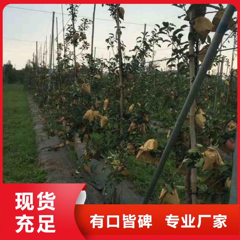 【苹果苗_花椒苗产地工厂】