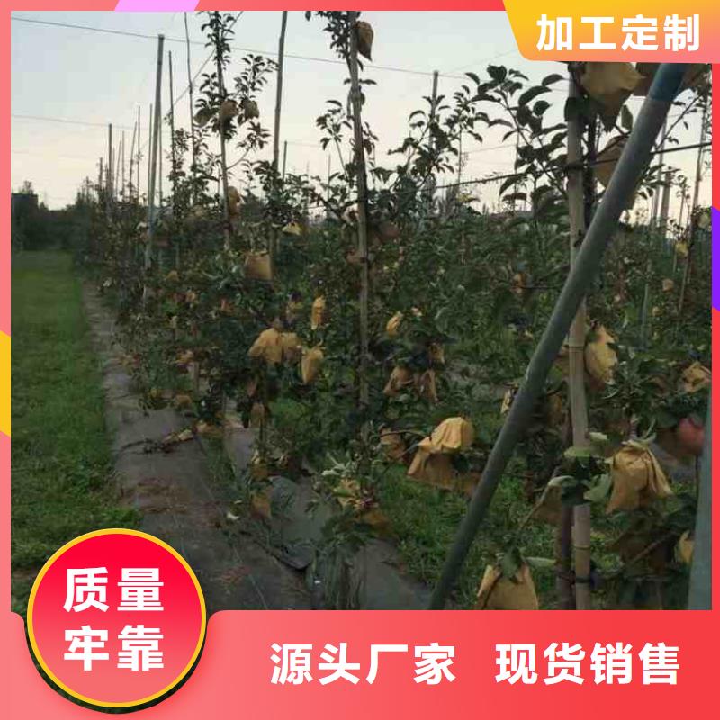 苹果苗,【桃树苗】严谨工艺