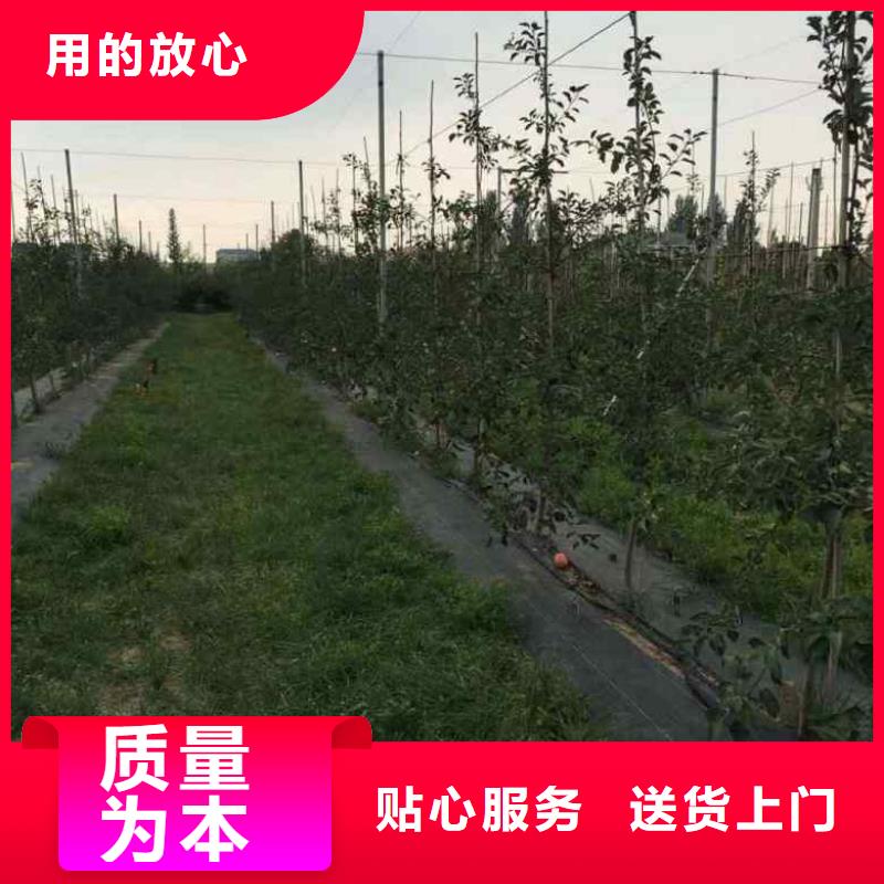 苹果苗花椒苗多年实力厂家