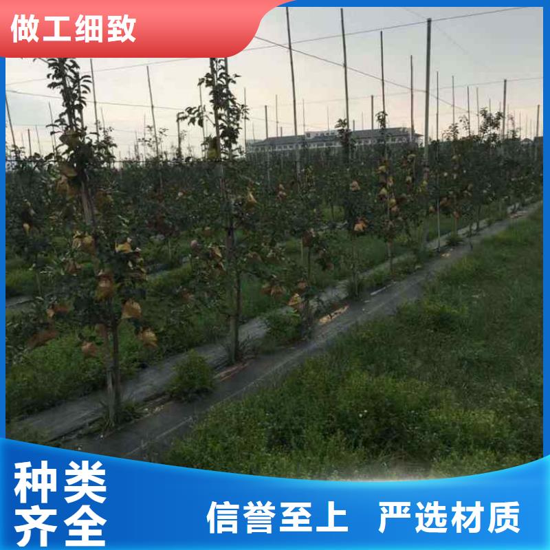 苹果苗,【桃树苗】严谨工艺