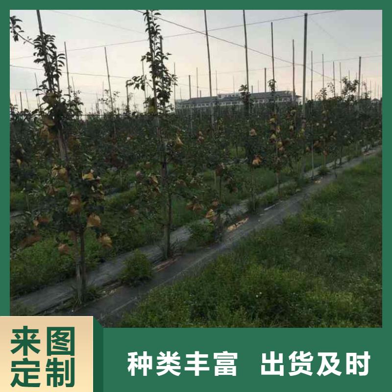 苹果苗【桃树苗】自有生产工厂