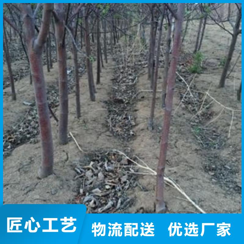 苹果苗梨树苗优质工艺