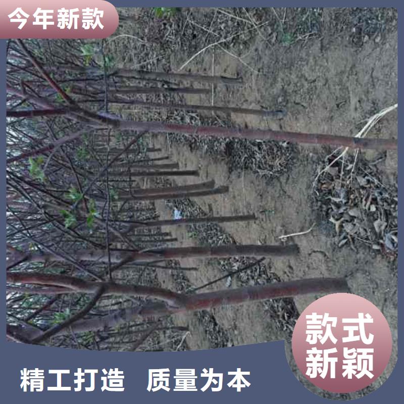 苹果苗,【桃树苗】严谨工艺