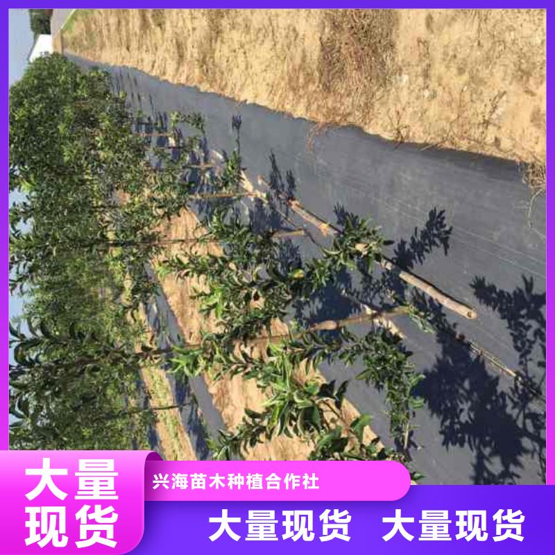 苹果苗桃树苗自营品质有保障