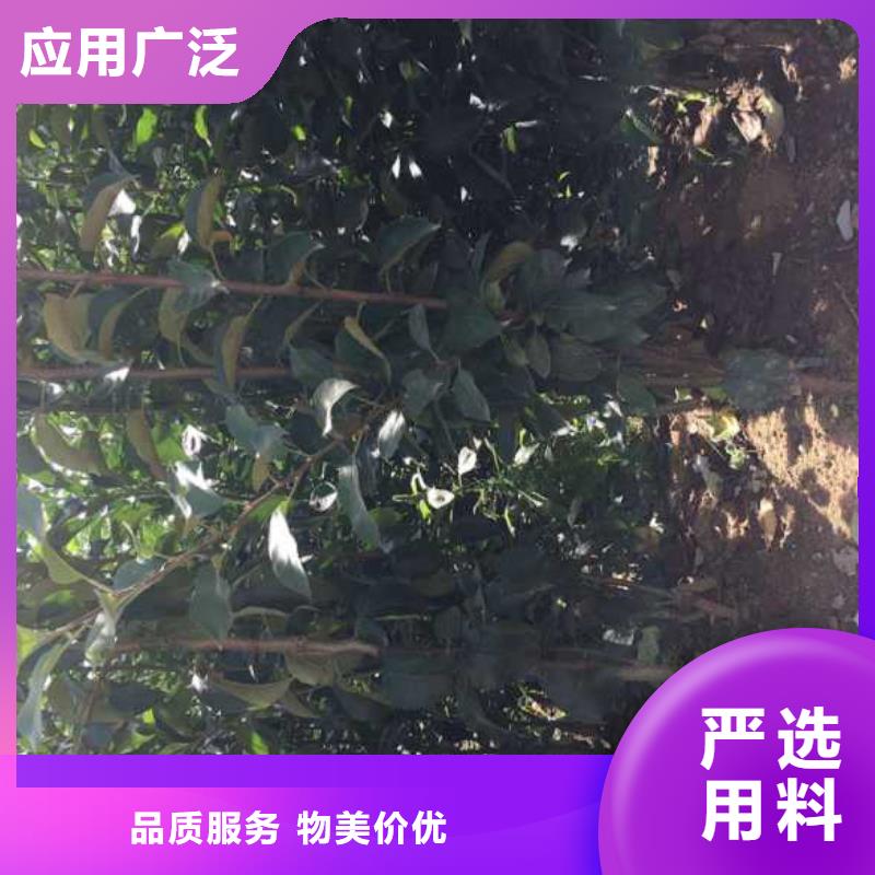 苹果苗梨树苗应用范围广泛