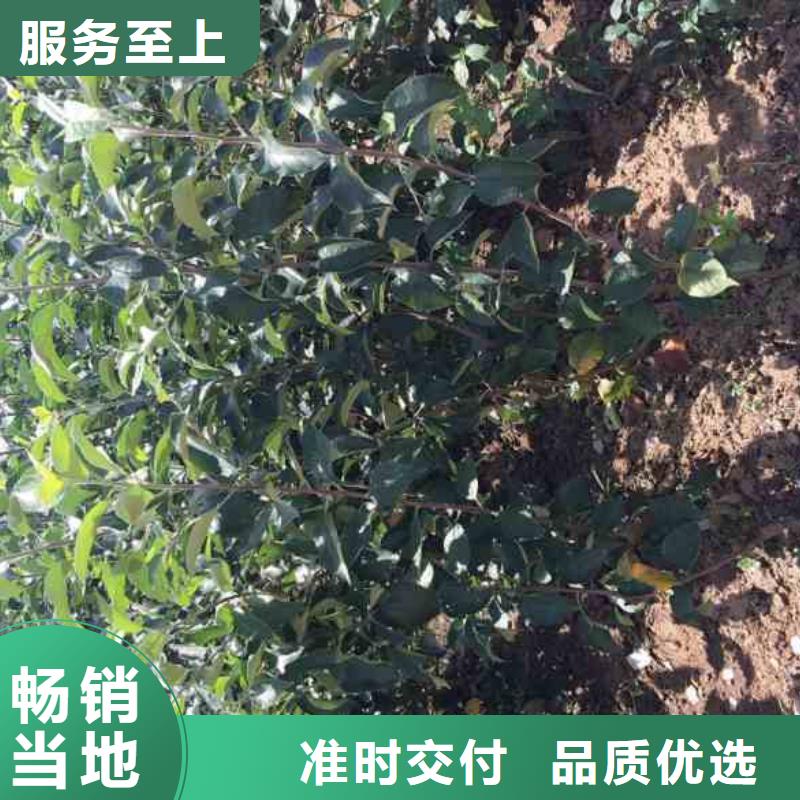 【苹果苗花椒苗用途广泛】