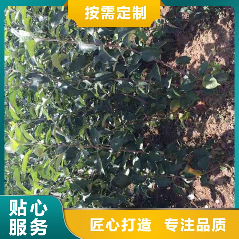 【苹果苗_花椒苗产地工厂】