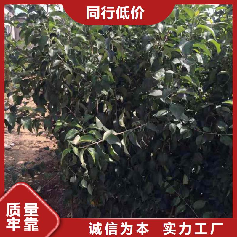 【苹果苗质量安全可靠】