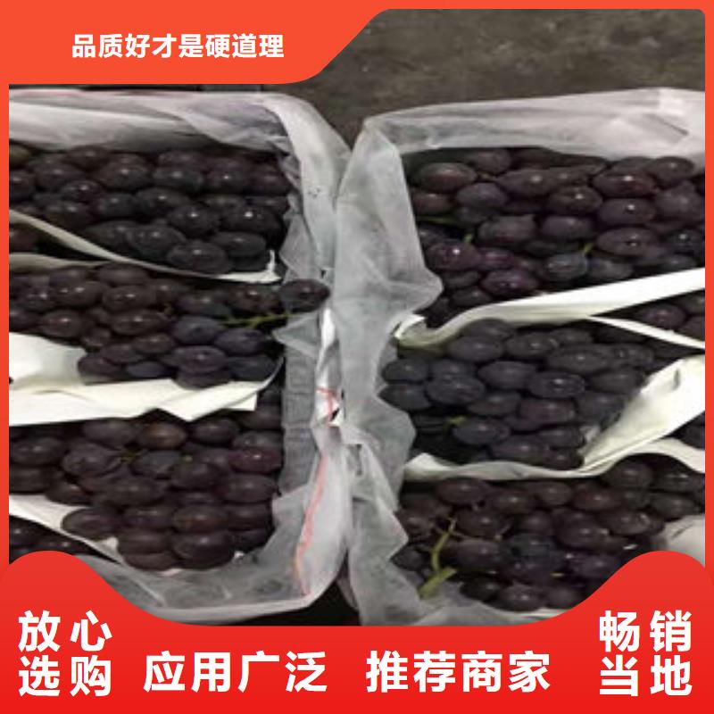 葡萄苗_蓝莓苗质检合格出厂
