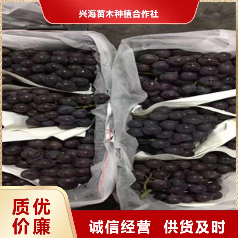 【实力派厂家 葡萄苗_梨树苗48小时发货】价格,供应商-v651.com