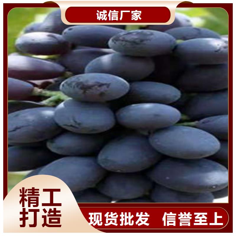 葡萄苗-板栗苗产品实拍