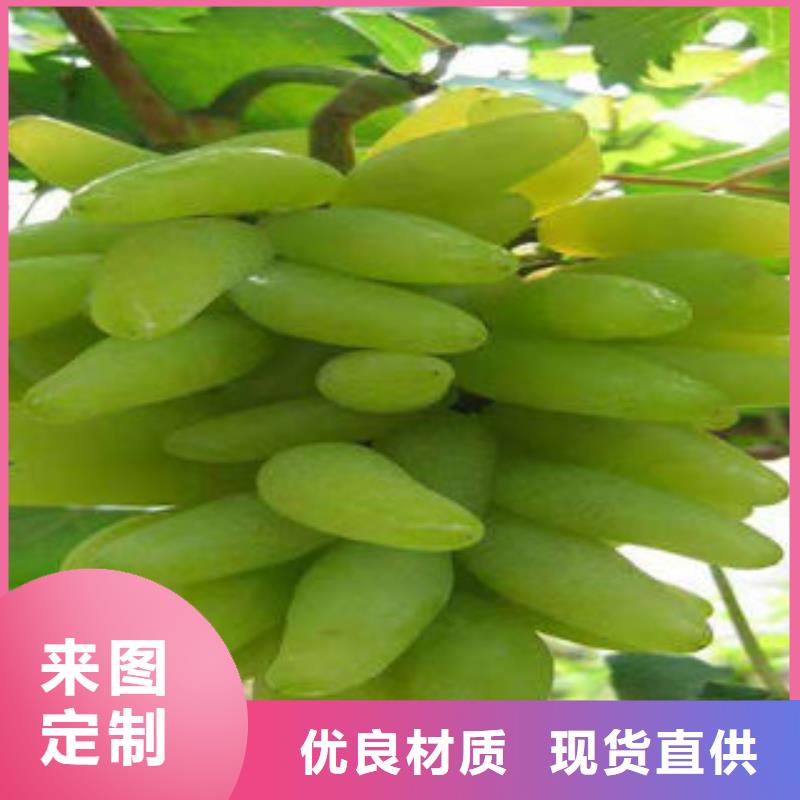 葡萄苗【蓝莓苗】来图加工定制