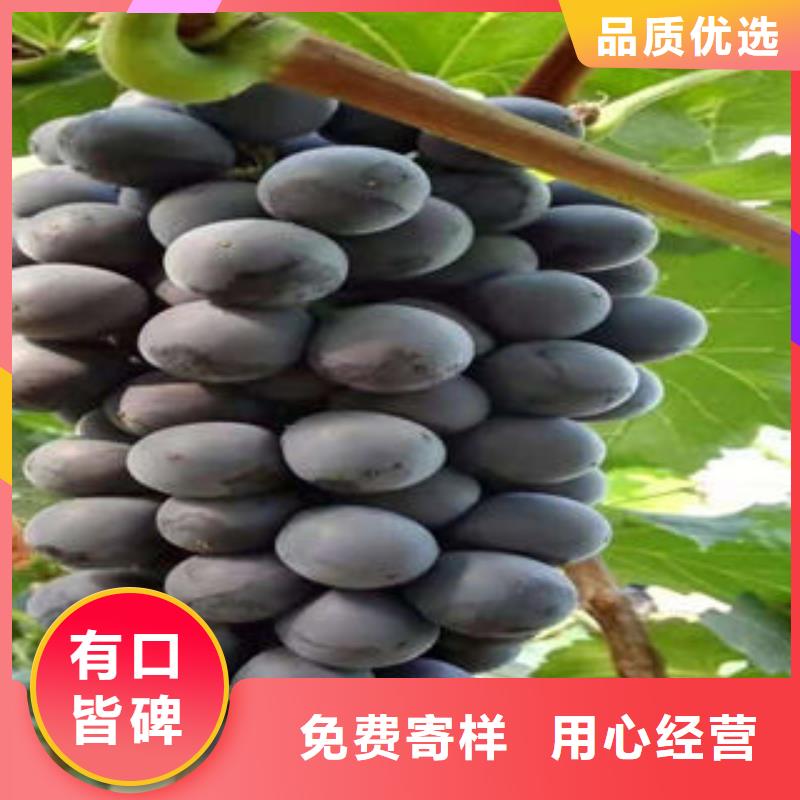 葡萄苗_蓝莓苗质检合格出厂