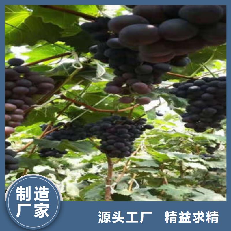 葡萄苗李子苗真材实料诚信经营