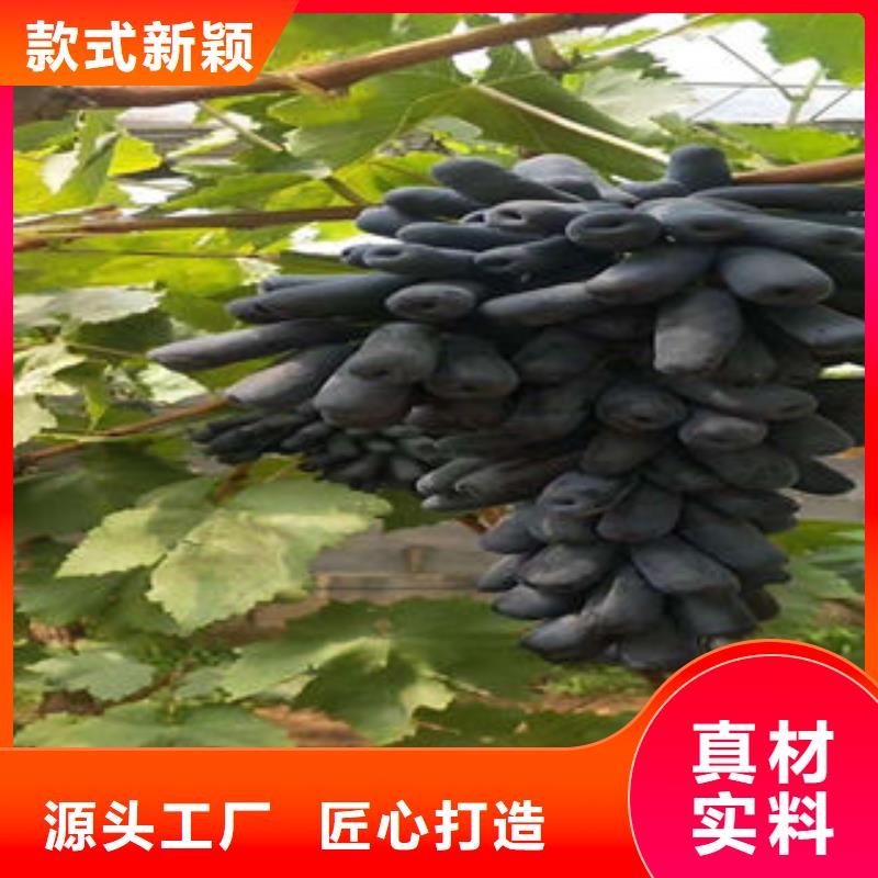 葡萄苗【蓝莓苗】来图加工定制