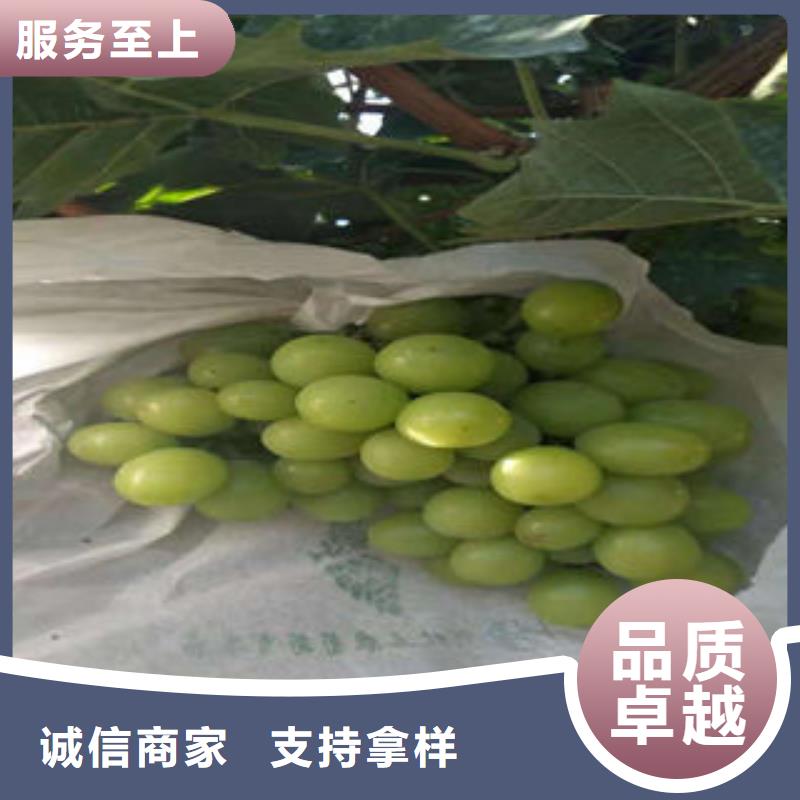 采购【兴海】葡萄苗,苹果苗销售的是诚信