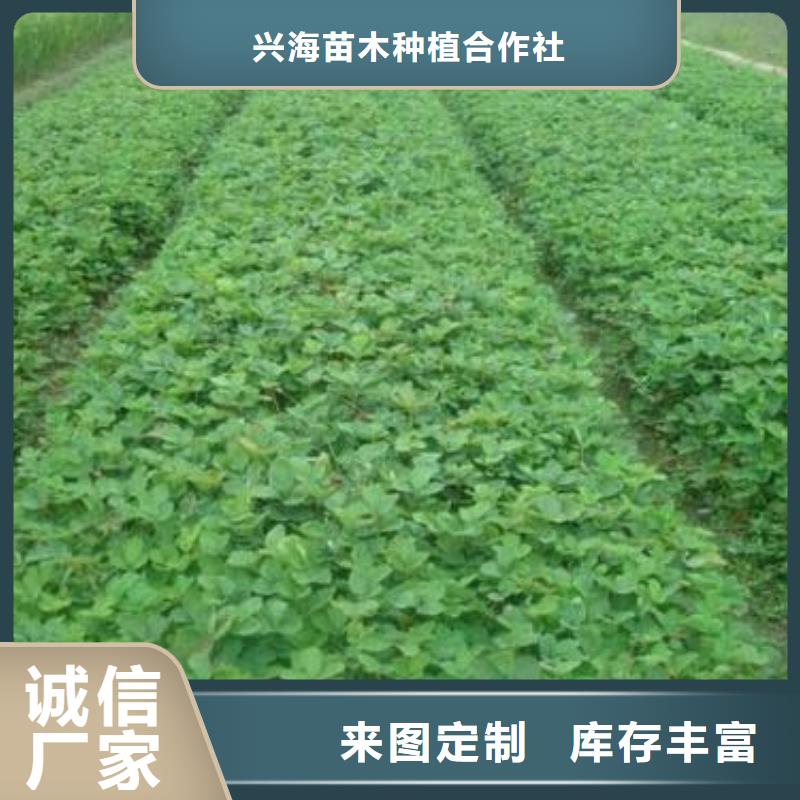 草莓苗花椒苗专业生产制造厂