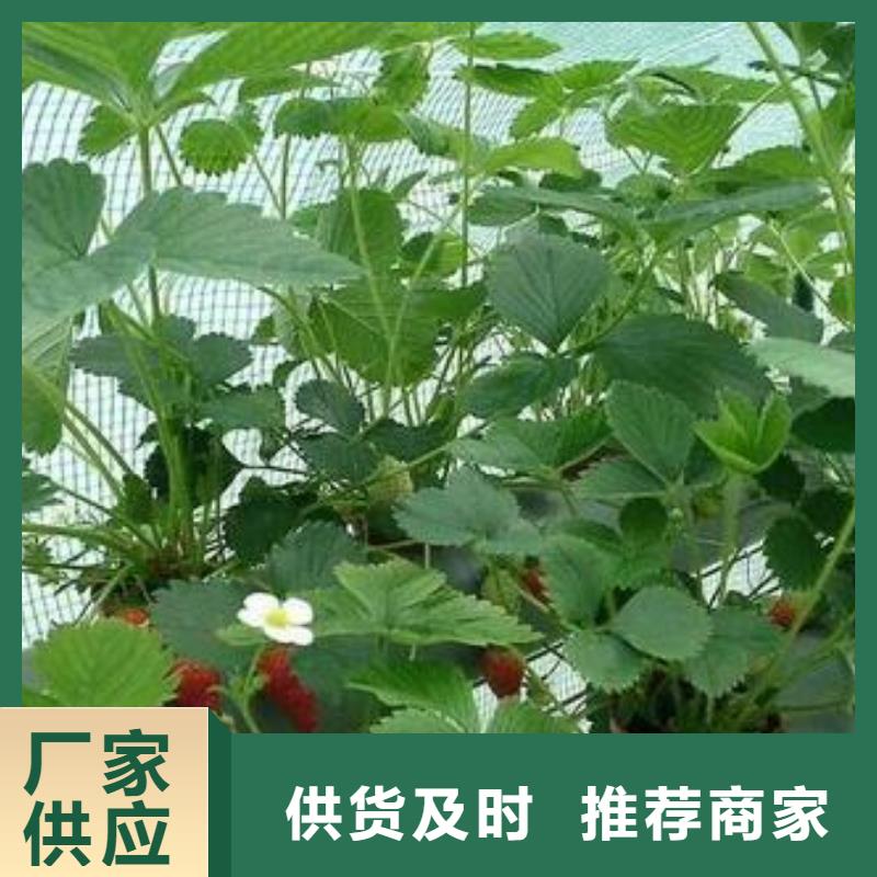 【草莓苗】板栗苗质量不佳尽管来找我