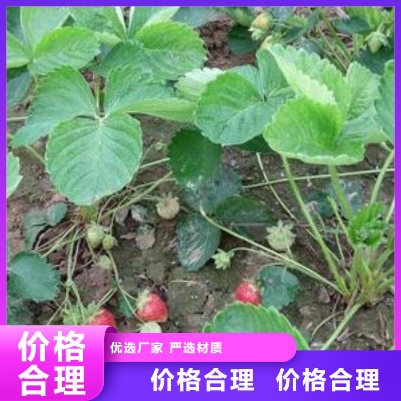 草莓苗核桃苗一站式厂家