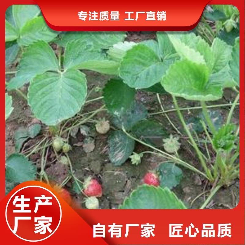 【草莓苗李子苗产地直供】