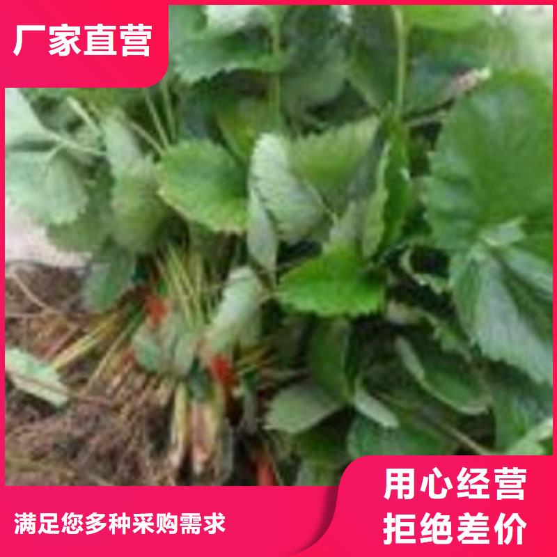 草莓苗,苹果苗高性价比