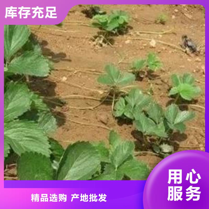 草莓苗梨树苗长期供应