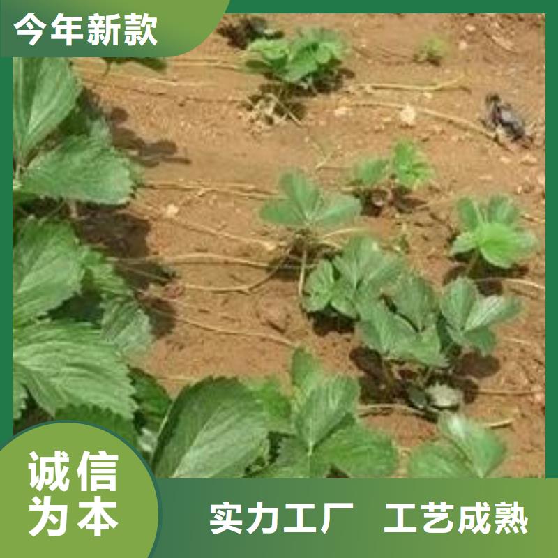 草莓苗山楂苗真材实料加工定制