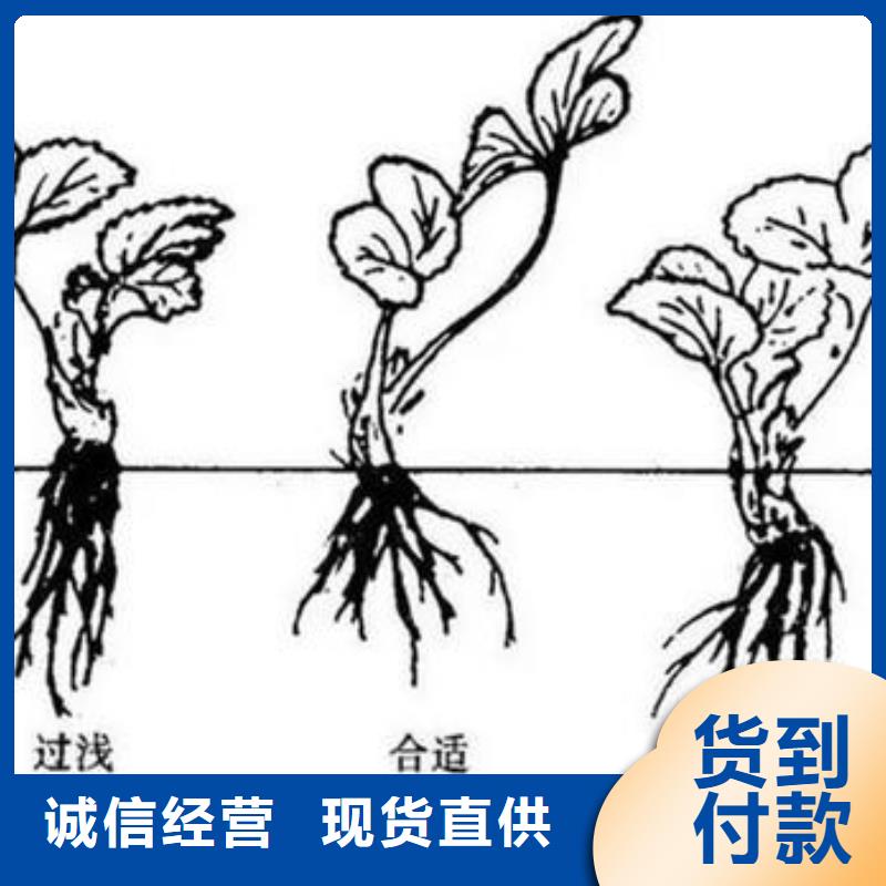 【草莓苗李子苗产地直供】