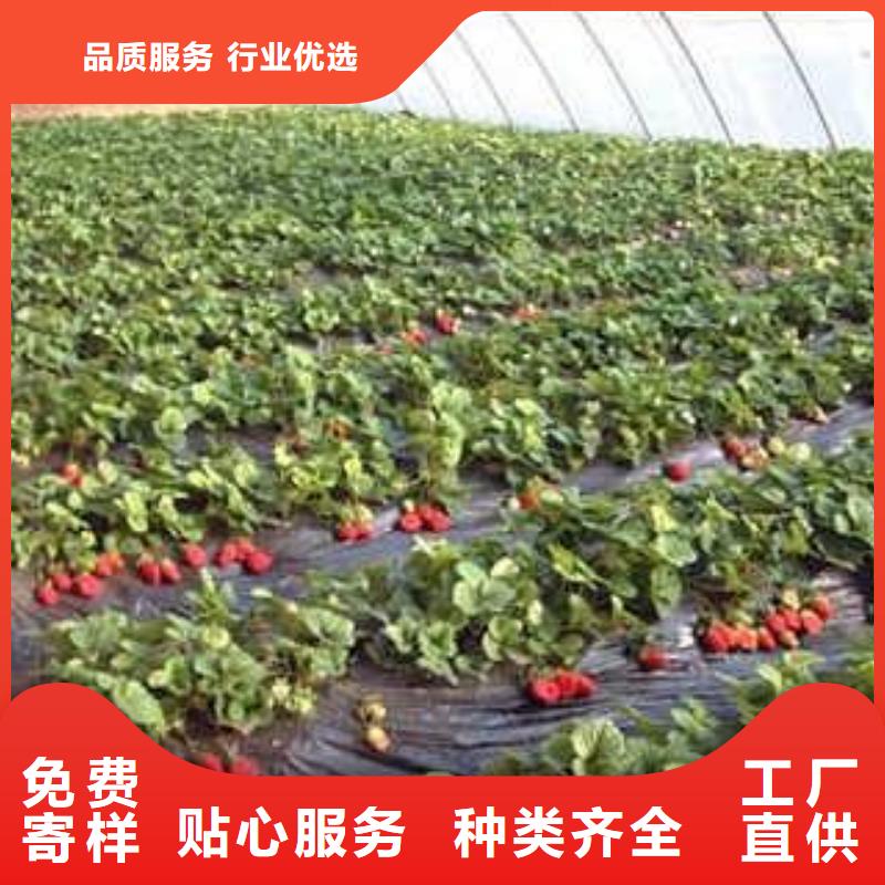 厂家品控严格<兴海>【草莓苗】-板栗苗商家直供