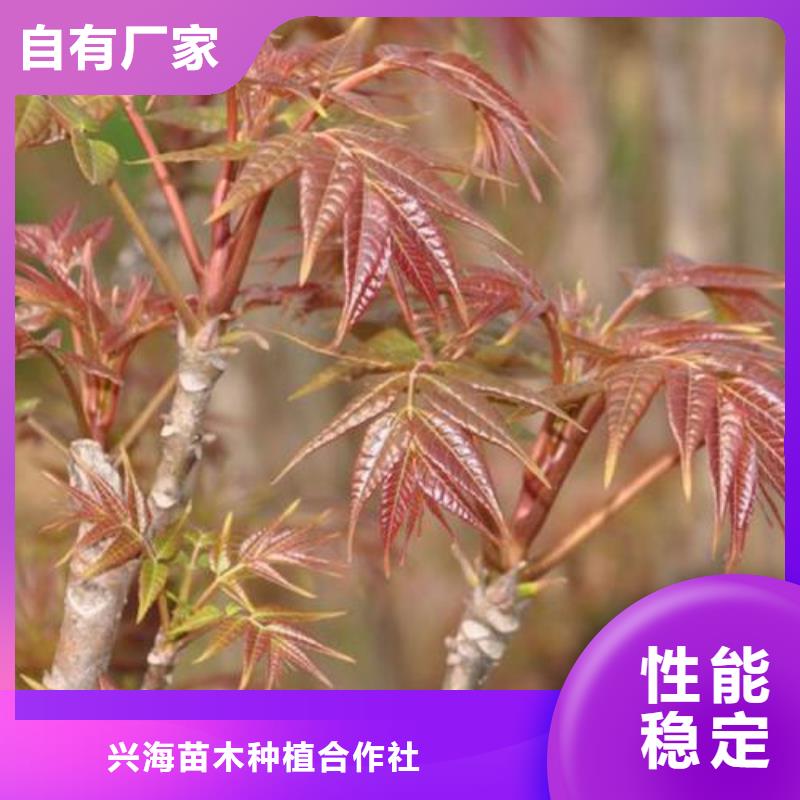 香椿苗花椒苗敢与同行比价格