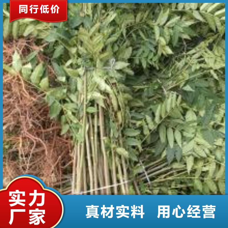 香椿苗【蓝莓苗】种类多质量好