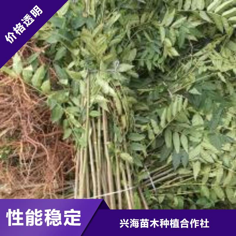 【香椿苗核桃苗标准工艺】