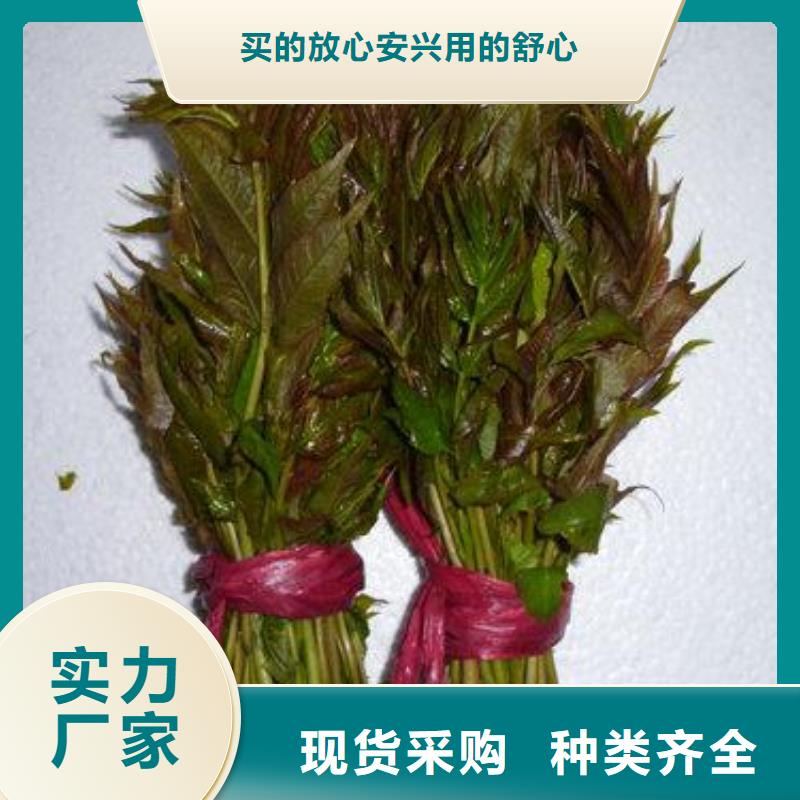 香椿苗蓝莓苗产地工厂