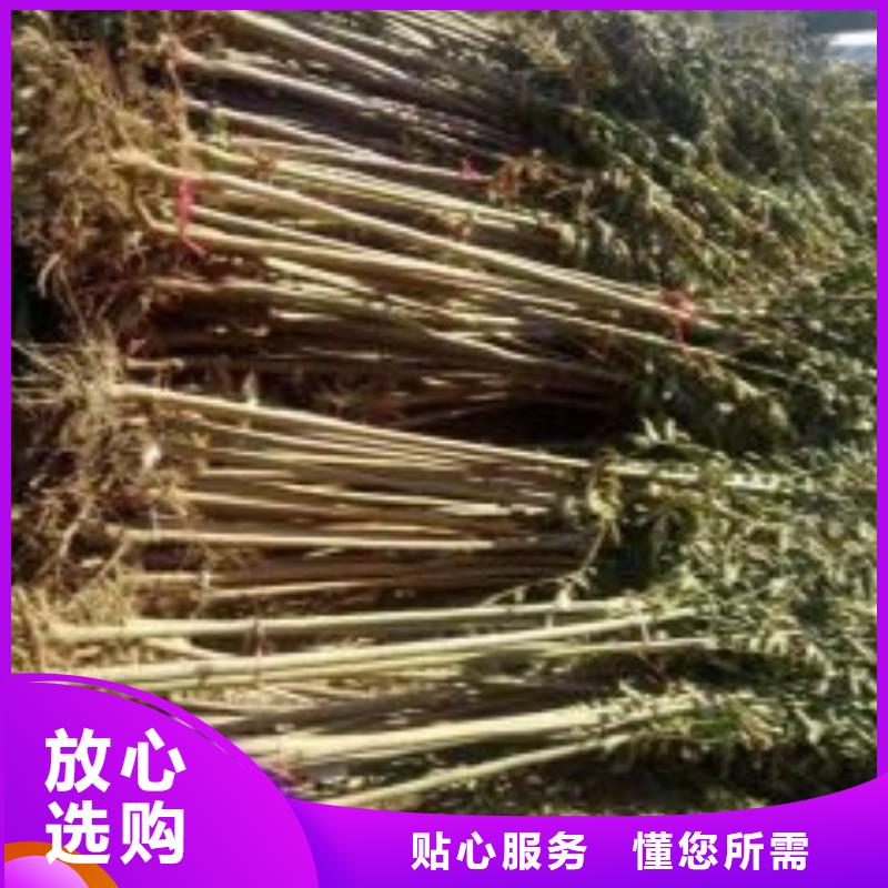 香椿苗花椒苗敢与同行比价格
