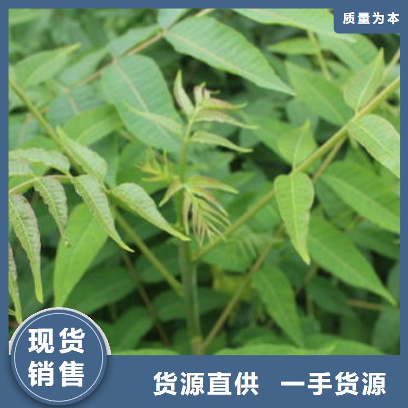 香椿苗花椒苗实力才是硬道理