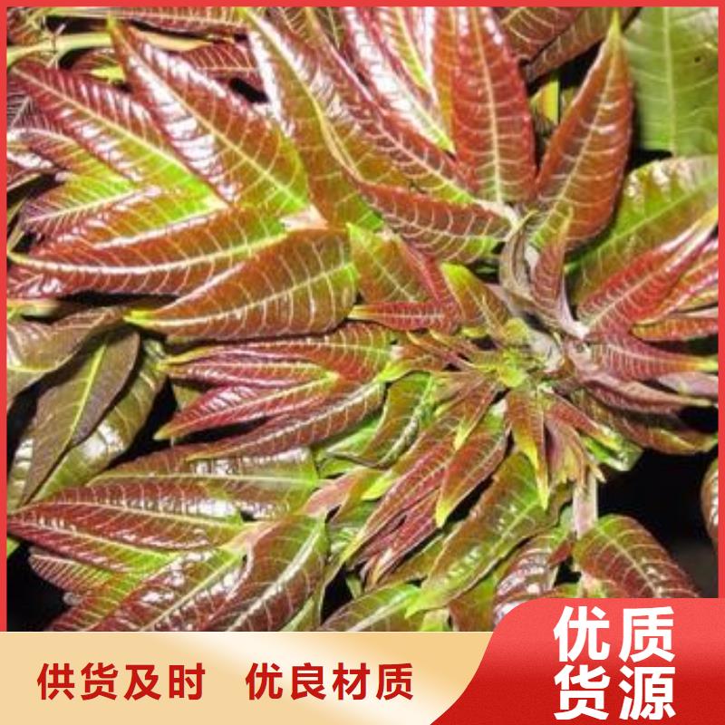 香椿苗_花椒苗物美价优