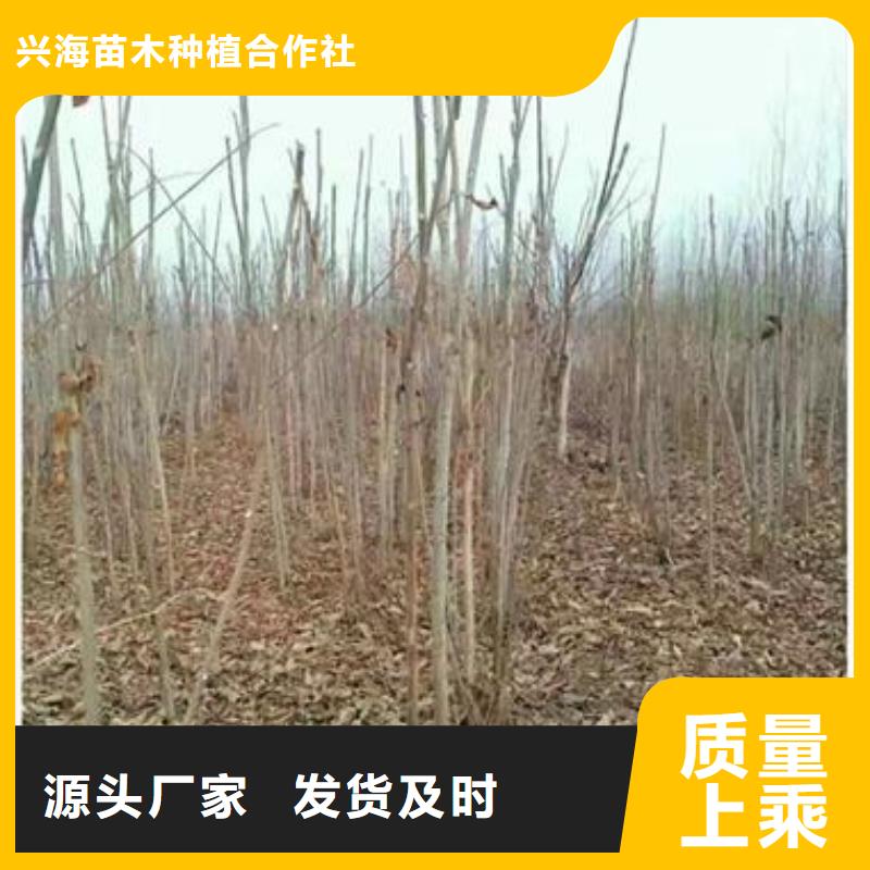 香椿苗,【蓝莓苗】一对一为您服务{兴海}