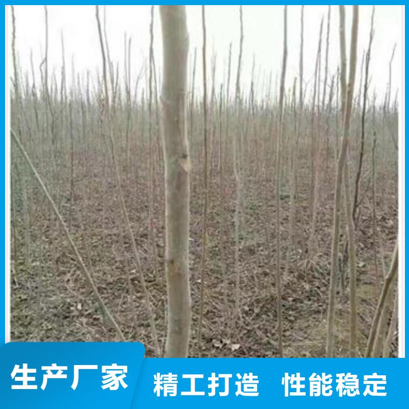 香椿苗板栗苗加工定制