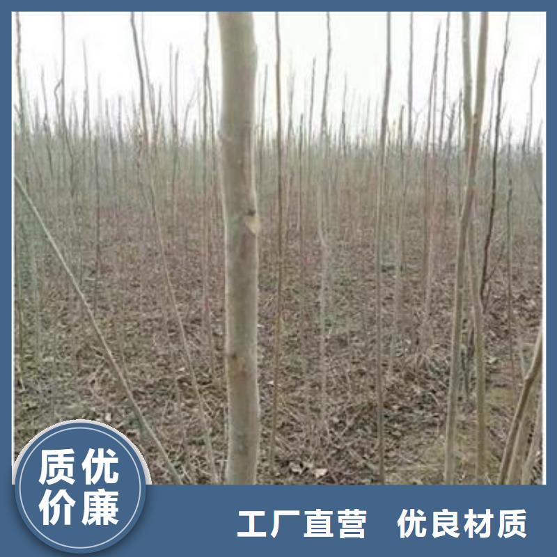 香椿苗桃树苗价格实惠工厂直供