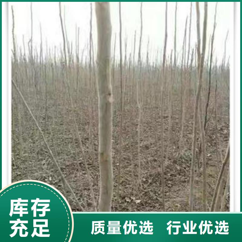 香椿苗_花椒苗物美价优