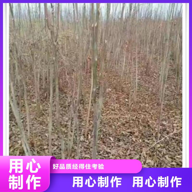 【香椿苗核桃苗标准工艺】