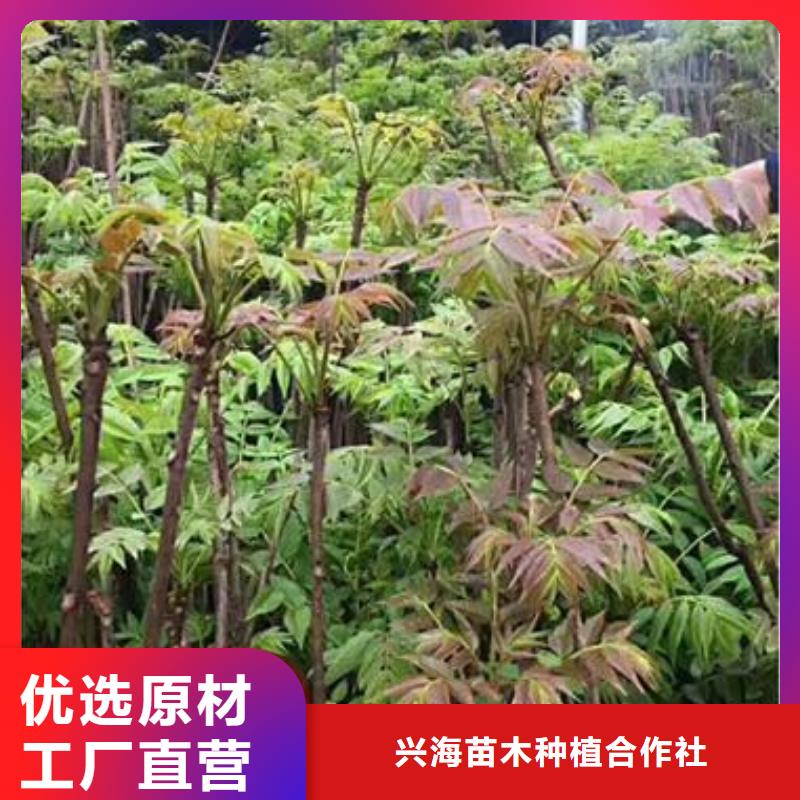 香椿苗苹果苗品质商家