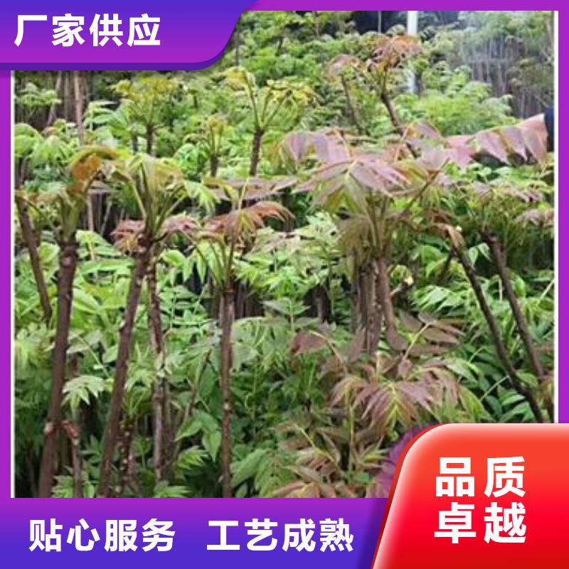 香椿苗花椒苗实力才是硬道理