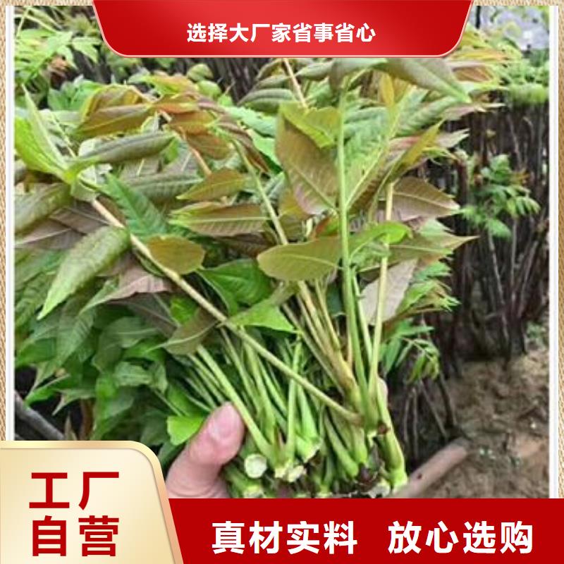 香椿苗,【蓝莓苗】一对一为您服务{兴海}