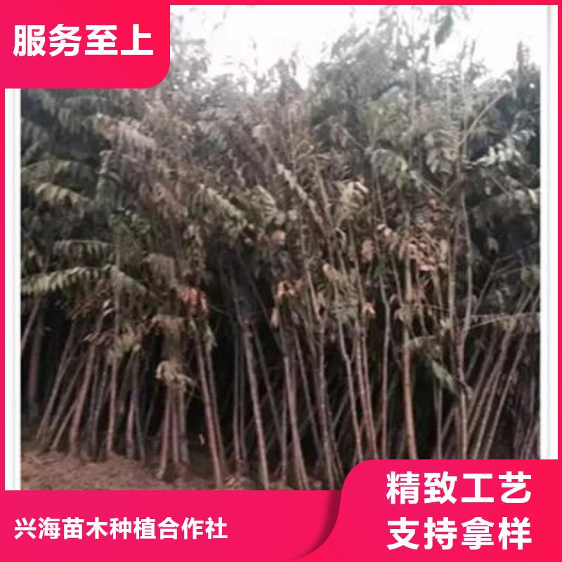 香椿苗板栗苗加工定制