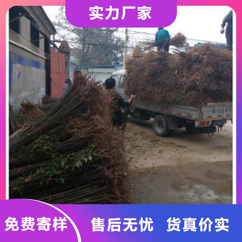 香椿苗,【蓝莓苗】一对一为您服务{兴海}