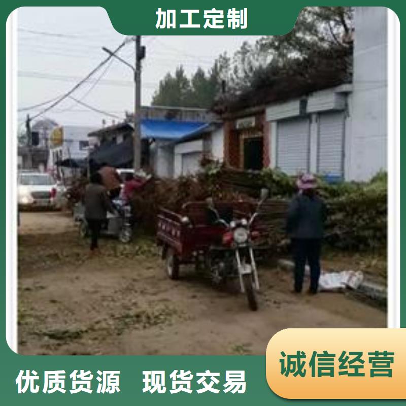 香椿苗桃树苗价格实惠工厂直供