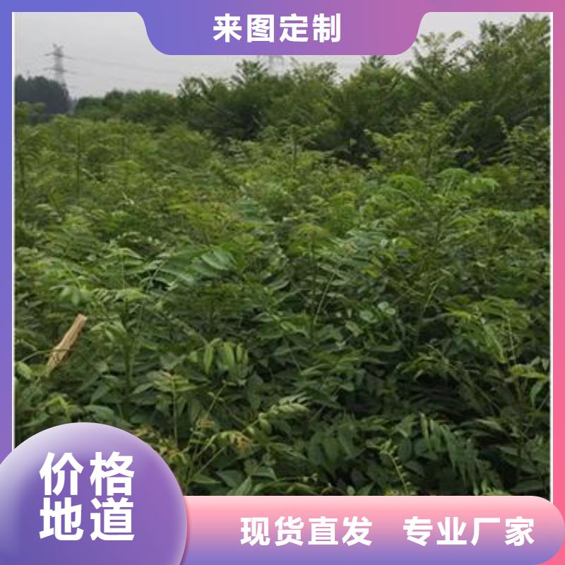 香椿苗梨树苗售后无忧