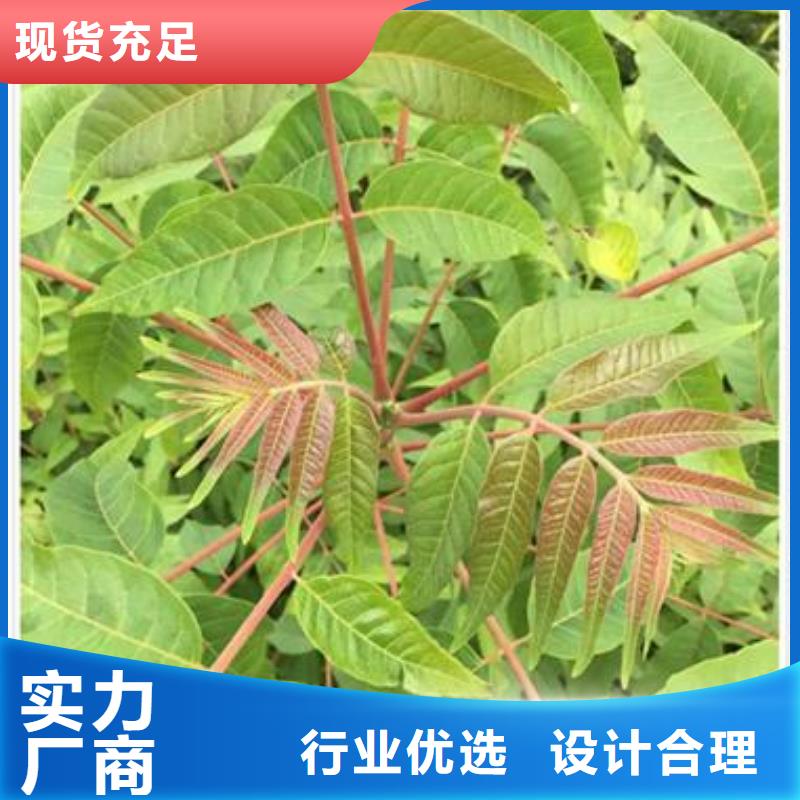 【香椿苗】花椒苗实体厂家大量现货